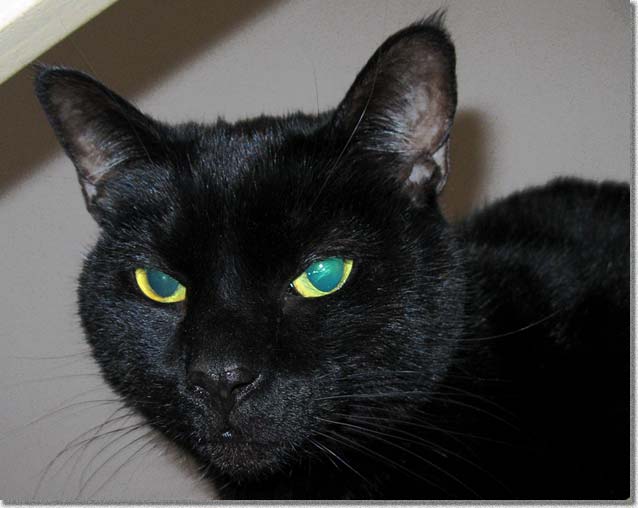 バディの近接写真